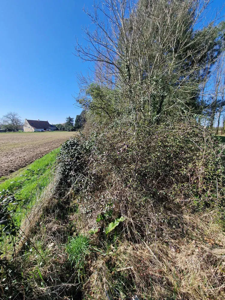 Entretien de jardin avant 2