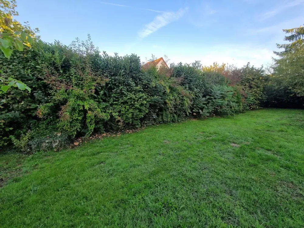 Taille de haie avant 1